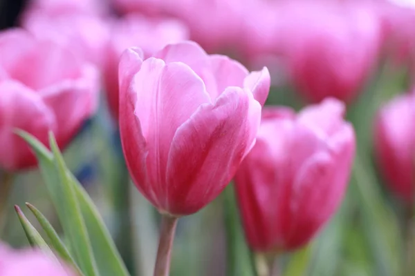 Luminosi tulipani rosa in fiore . — Foto Stock