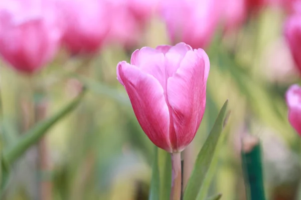 Tulipes roses éclatantes en fleurs . — Photo