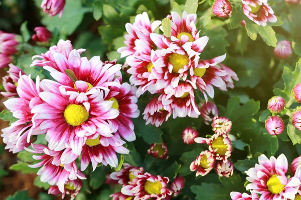 Rosa mix vit krysantemum blomma blommar. — Stockfoto