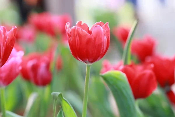 Heldere rode tulpen bloeien. — Stockfoto