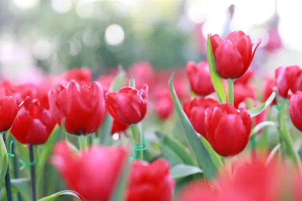 Яскраво-червоні тюльпани, що цвітуть . — стокове фото