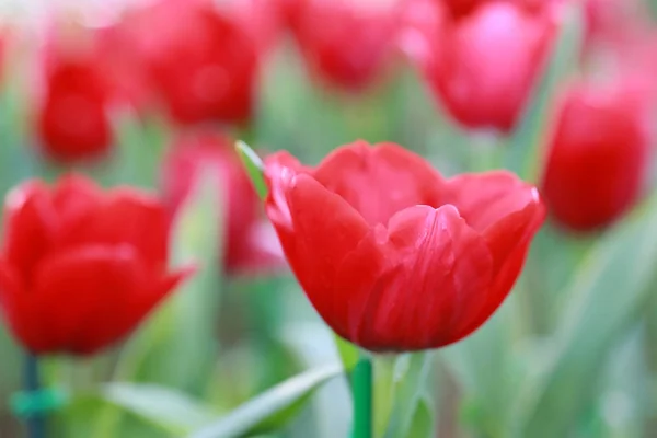 Heldere rode tulpen bloeien. — Stockfoto