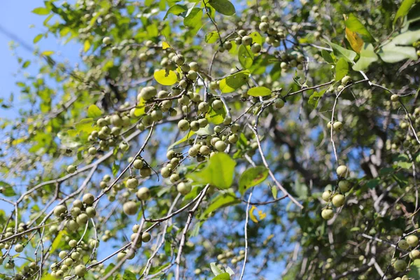 Ebenaceae fruta en el árbol en el jardín . — Foto de Stock