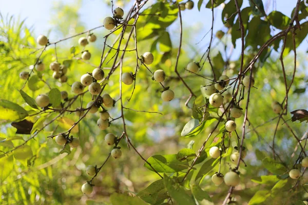 Ebenaceae frukt på trädet i trädgården. — Stockfoto