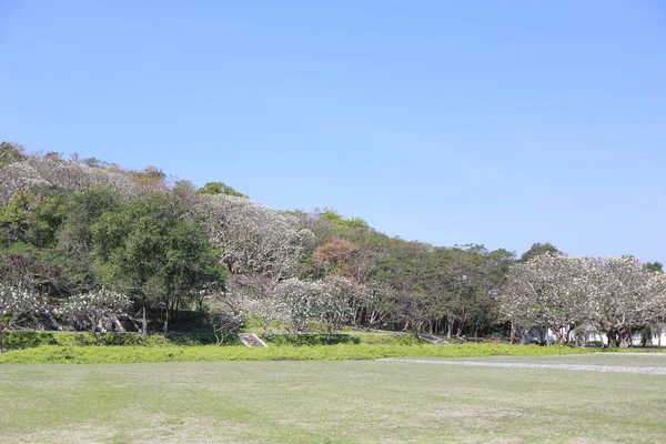 Grüner Rasen in einem öffentlichen Park. — Stockfoto