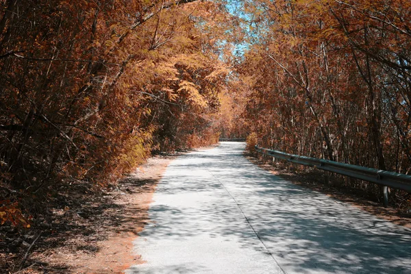 Camino en el bosque. — Foto de Stock