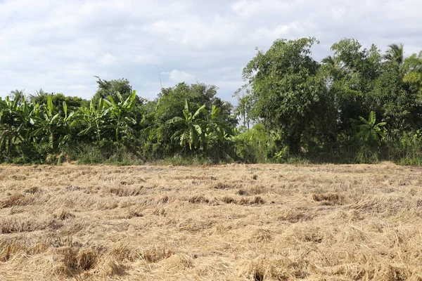 Tørre enger med tropisk skog i Thailand . – stockfoto