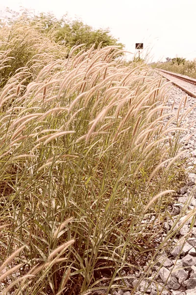 Цветочная трава цветет рядом с железной дорогой . — стоковое фото