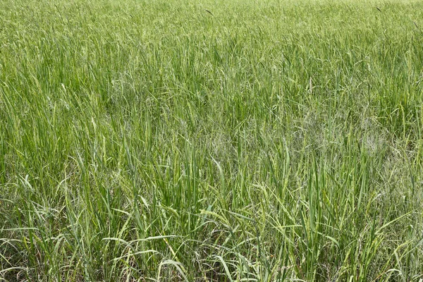 Arroz verde en la zona agrícola . — Foto de Stock