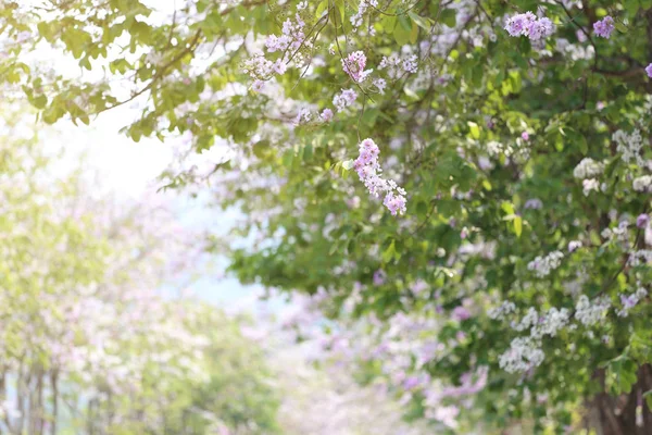 Lagerstroemia flower bloom or Tabak flowers in the garden. — Stock Photo, Image