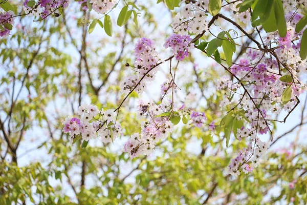 Fiori Lagerstroemia fiore o Tabak fiori in giardino . — Foto Stock
