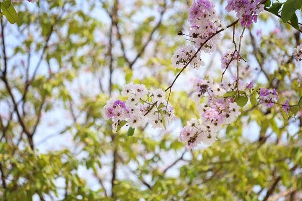 Lagerstroemia çiçek çiçek veya bahçede Tabak çiçek. — Stok fotoğraf