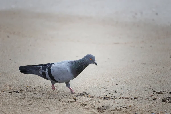 Pigeon marche à la recherche de nourriture . — Photo