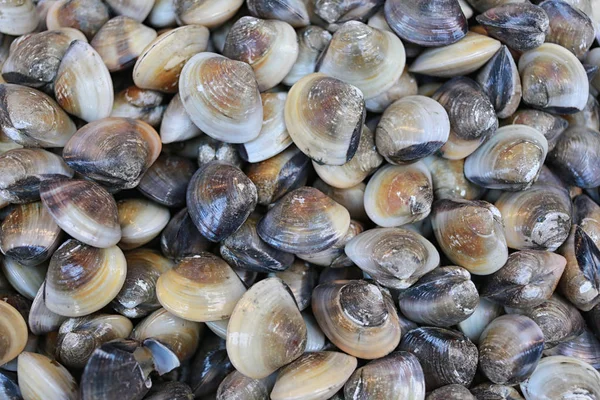 Conchas marinhas frescas . — Fotografia de Stock