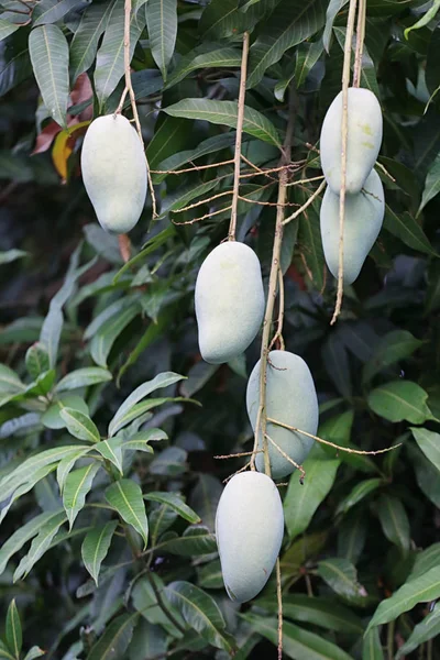 Raw green mango on tree. — Stock Photo, Image