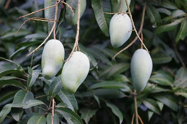 Rauwe groene mango op boom. — Stockfoto