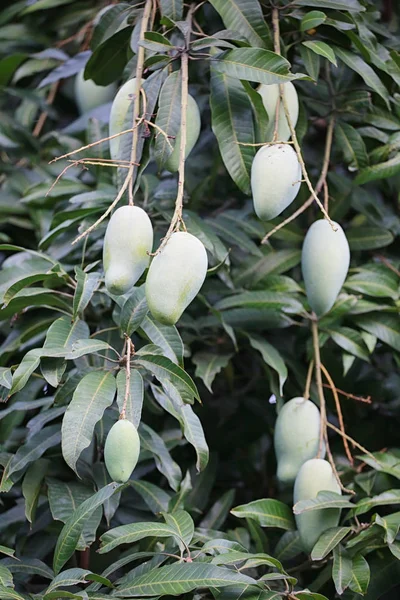 Raw green mango on tree. — Stock Photo, Image