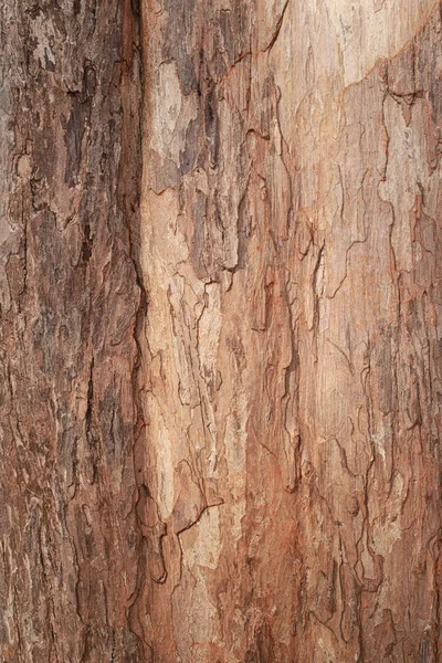 Surface of tropical tree trunk. — Stock Photo, Image