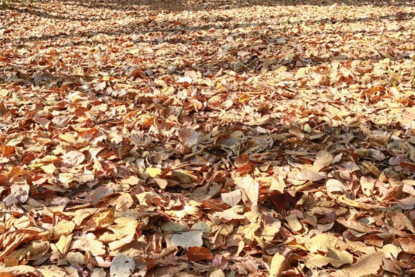 Pasarela en el bosque con hoja marrón seca cubierta en el suelo . — Foto de Stock