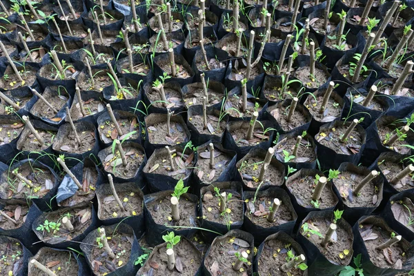 Plántulas pequeñas en una bolsa de vivero . — Foto de Stock