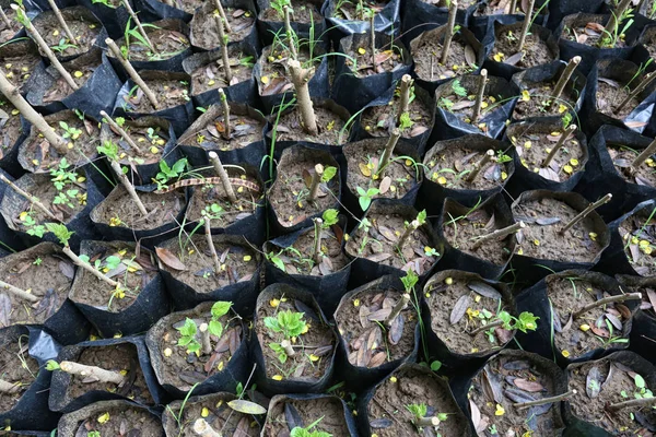 Små plantor i en plantskola väska. — Stockfoto