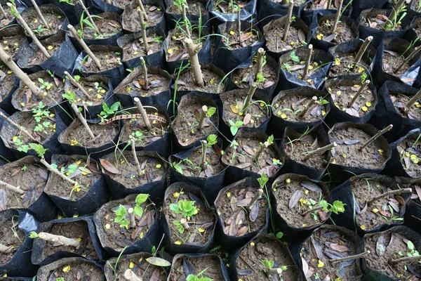 Plántulas pequeñas en una bolsa de vivero . — Foto de Stock