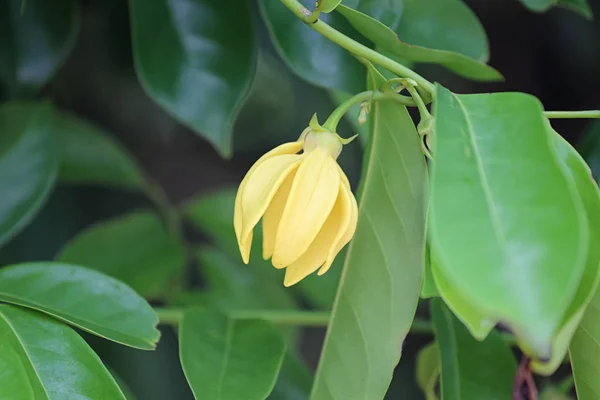 Ylang ylang fiore di colore giallo fioritura . — Foto Stock