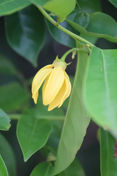 Ylang ylang květina žlutá barva Bloom. — Stock fotografie