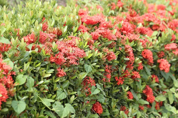 Rubiaceae flor de flor de cor vermelha . — Fotografia de Stock