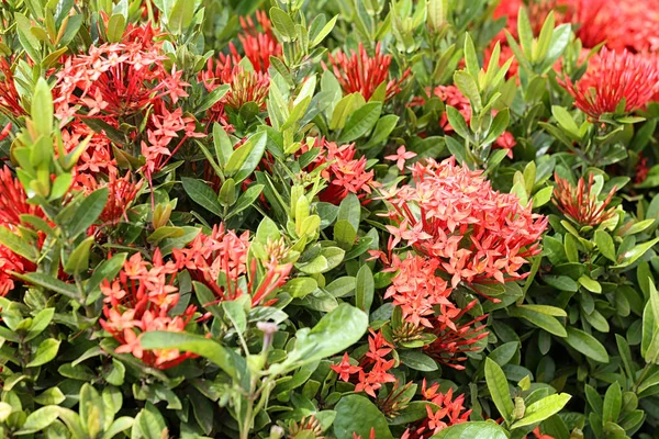 Rubiaceae květina červená barva květu. — Stock fotografie