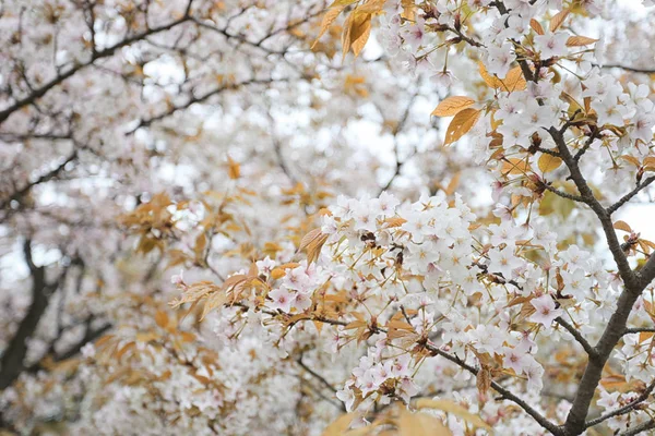 피에 화이트 사쿠라 꽃. — 스톡 사진