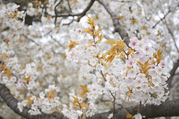 白色樱花花在盛开. — 图库照片