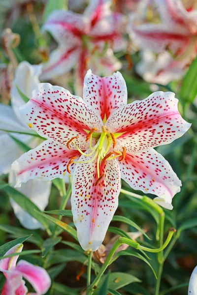 Lily flower of white mix pink color bloom. — Stock Photo, Image