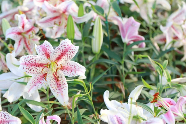 Lily flower of white mix pink color bloom. — Stock Photo, Image