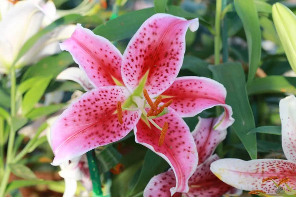 Lily flower of pink color bloom. — Stock Photo, Image