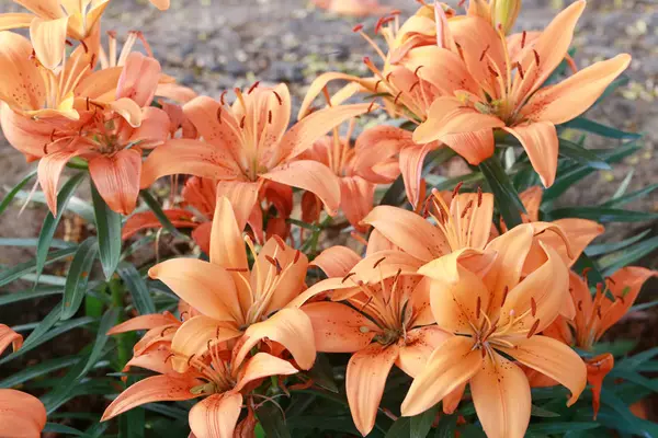 Lily flower of orange color bloom. — Stock Photo, Image