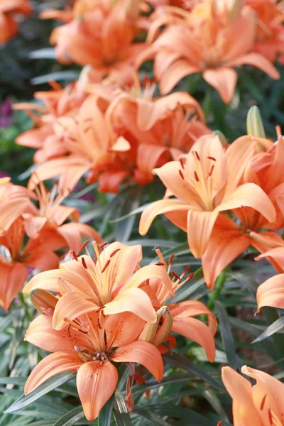 Lily flower of orange color bloom. — Stock Photo, Image