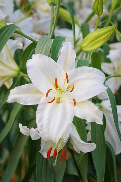 Lily flower of white color bloom. — Stock Photo, Image
