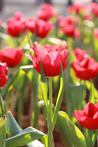 Jasně červené tulipány, kvetoucí. — Stock fotografie