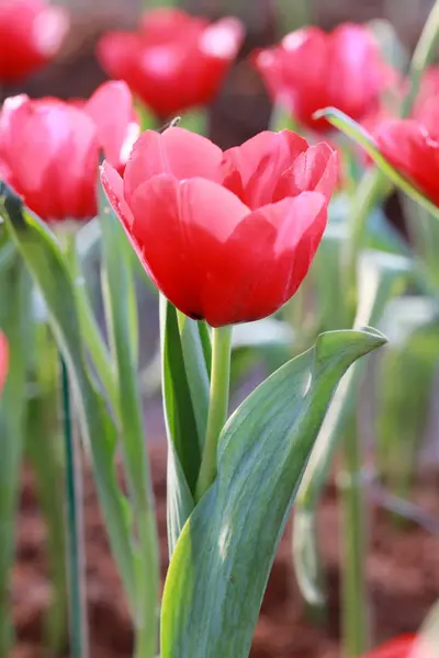 Jasně červené tulipány, kvetoucí. — Stock fotografie