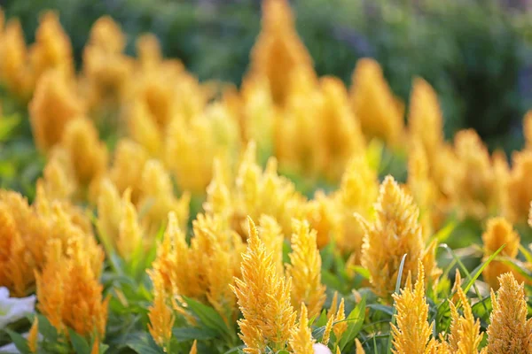 Sarı Celosia argentea çiçek çiçeklenme.
