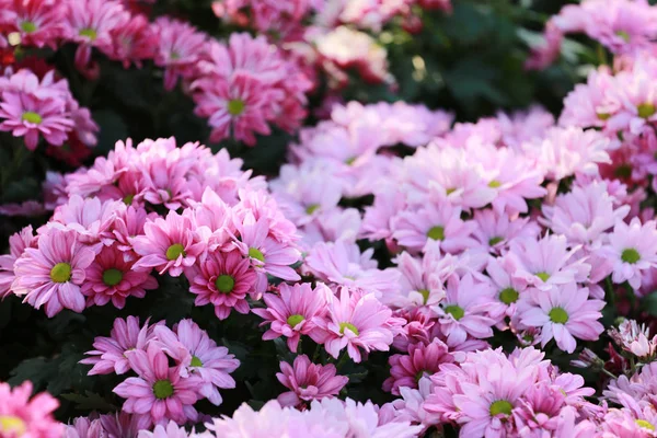 Chrysanthemum flower of pink color bloom. — Stock Photo, Image