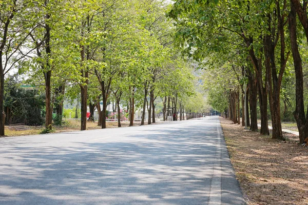 Sokak ve kamu parki ve Tayland tropik ağaç.