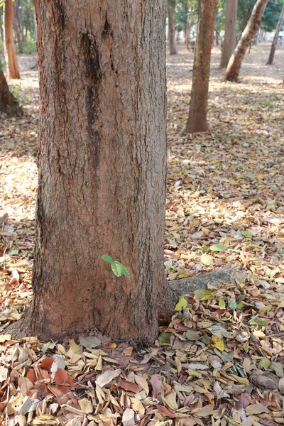 Batang pohon di taman umum . — Stok Foto