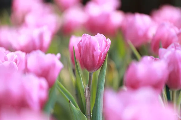 Luminosi tulipani rosa in fiore . — Foto Stock