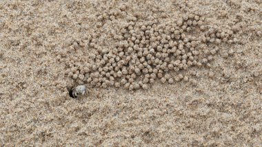 Makro çekimde kumüzerinde Hayalet yengeç veya Yengeç Rüzgar.