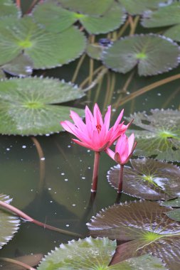 Gölet, nilüfer genel parkta pembe Lotus çiçek çiçek.