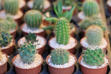 Saksıyı kaktüs ağacında.