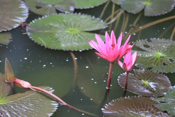 Gölet, nilüfer genel parkta pembe Lotus çiçek çiçek.