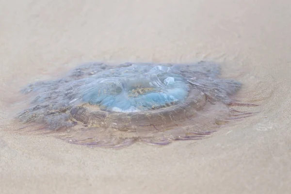 Medúza van a strandon halott. — Stock Fotó